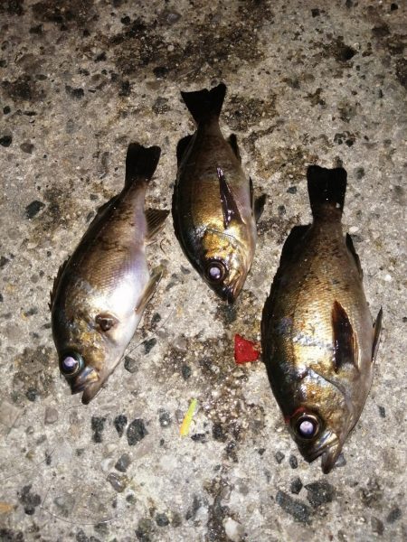 アジが減りメバルが？