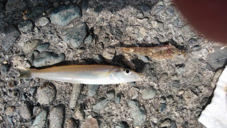 ゴールデンウィーク４連投しました