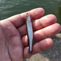 2023/05/04 大阪市内河川 稚鮎釣り