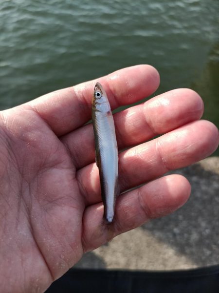 2023/05/04 大阪市内河川 稚鮎釣り