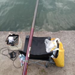 2023/05/05 大阪市内河川 稚鮎釣り