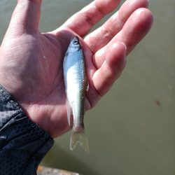 2023/05/09 大阪市内河川 稚鮎釣り