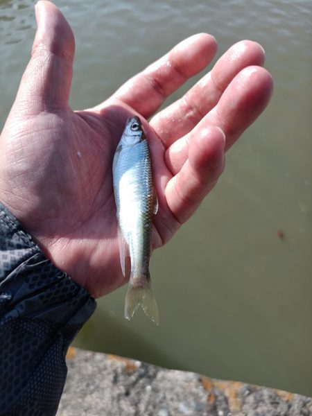 2023/05/09 大阪市内河川 稚鮎釣り