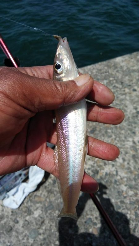 播磨新島のキス情報