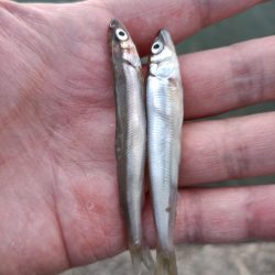 2023/05/10 大阪市内河川 稚鮎釣り