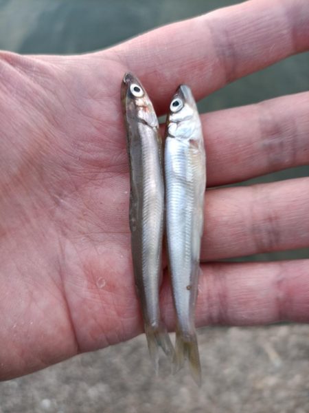 2023/05/10 大阪市内河川 稚鮎釣…