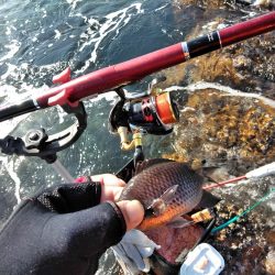 アコウ釣れた・・・