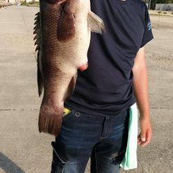 諦めずにコブダイ！