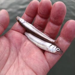 2023/05/12 大阪市内河川 稚鮎釣り