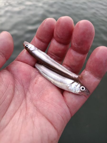 2023/05/12 大阪市内河川 稚鮎釣…