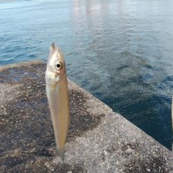 播磨新島のキス情報