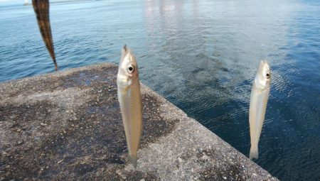 播磨新島のキス情報