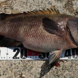 暑さにマケズ、コブダイ！