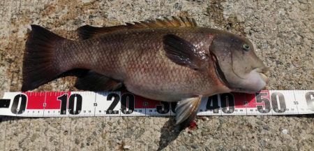 暑さにマケズ、コブダイ！