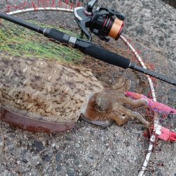 出勤前モンゴウ釣査