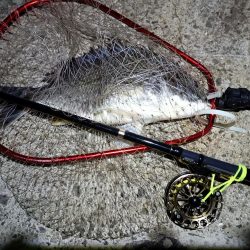 2023/05/19 南港ヘチ釣り釣行