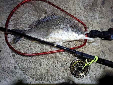 2023/05/19 南港ヘチ釣り釣行