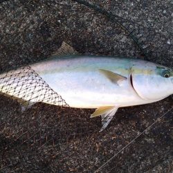 メジロ66㎝、シーバス68cm