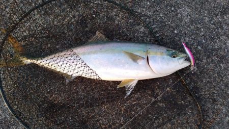 メジロ66㎝、シーバス68cm