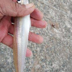 播磨新島のキス情報