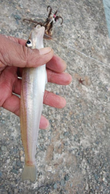 播磨新島のキス情報