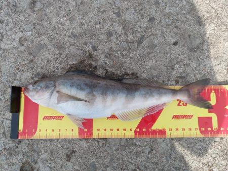 岩内港でホッケ釣り！！ルアーではアメマスが…