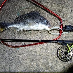 2023/05/20 南港ヘチ釣り釣行