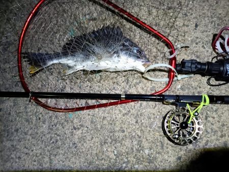 2023/05/20 南港ヘチ釣り釣行