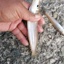 播磨新島のキス釣査