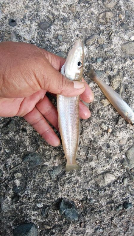 播磨新島のキス釣査