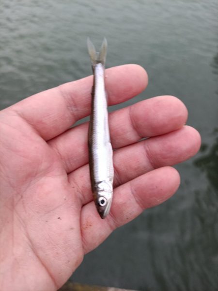 2023/05/22 大阪市内河川 稚鮎釣り