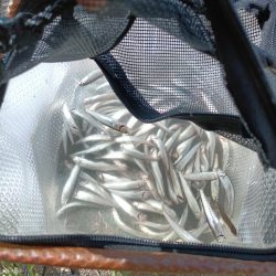 2023/05/23 大阪市内河川 稚鮎釣り