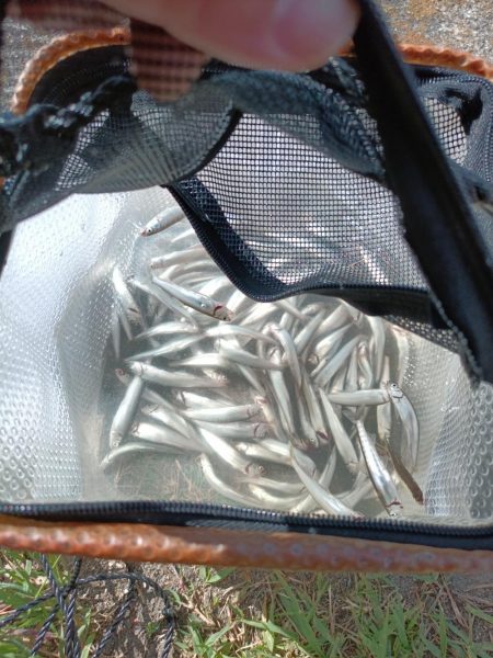 2023/05/23 大阪市内河川 稚鮎釣…