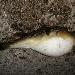 小○の活性は高く