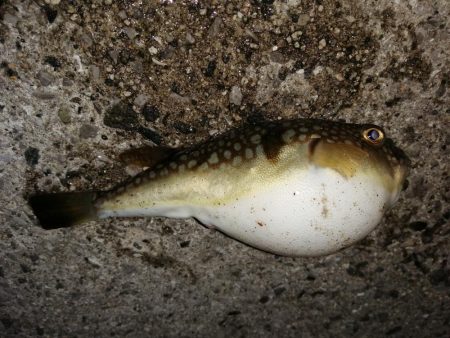 小○の活性は高く