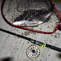 2023/05/23 南港ヘチ釣り釣行