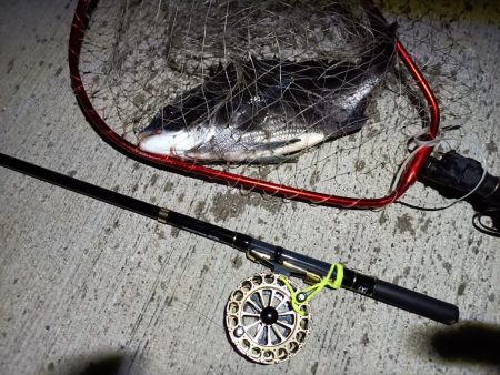 2023/05/23 南港ヘチ釣り釣行