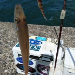 播磨新島のキス情報