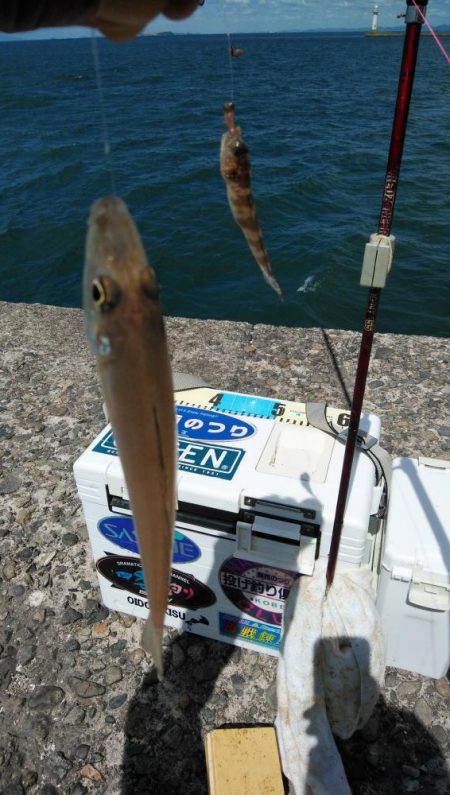 播磨新島のキス情報