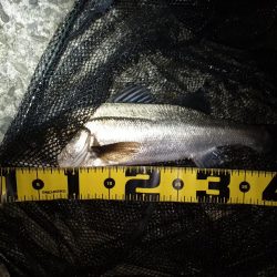 サイズが出ないですね…