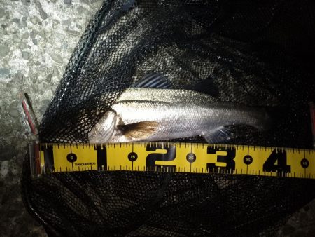 サイズが出ないですね…