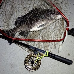 2023/05/25 南港ヘチ釣り釣行