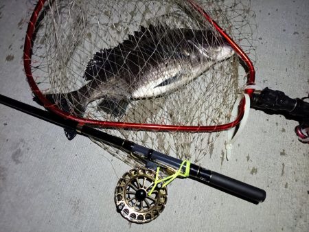 2023/05/25 南港ヘチ釣り釣行