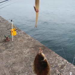 東二見のキス情報