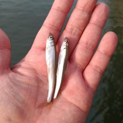 2023/05/26 大阪市内河川 稚鮎釣り