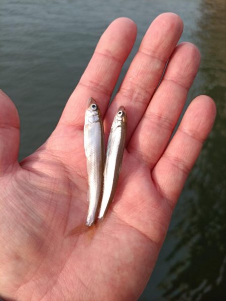 2023/05/26 大阪市内河川 稚鮎釣…