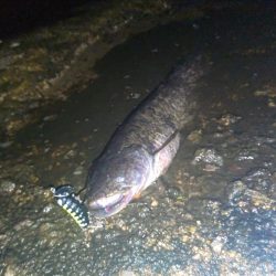 トップでナマズ