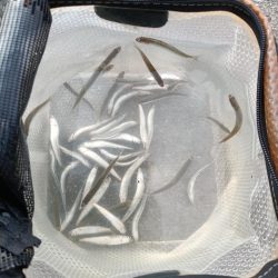 2023/05/27 大阪市内河川 稚鮎釣り