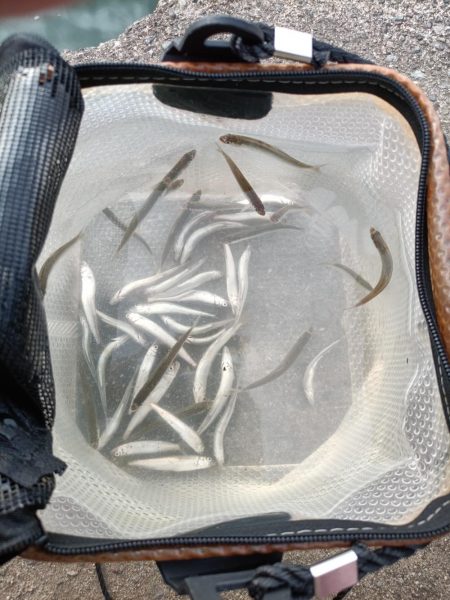 2023/05/27 大阪市内河川 稚鮎釣…