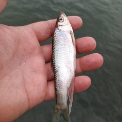 2023/05/28 大阪市内河川 稚鮎釣り